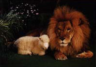 Lion and Lamb in the New Earth