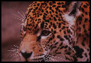 The leopard-like beast will force everybody to be implanted with a mark.