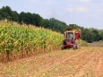 corn field