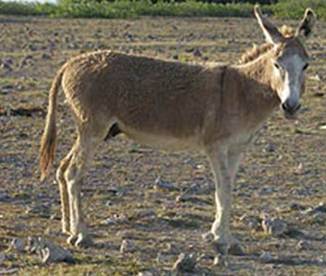 a donkey