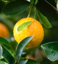 Lemon Tree - sour fruit