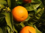 orange tree fruit