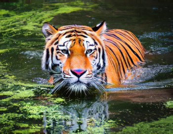 tiger in water