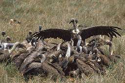 Vultures gather for a feast during the Battle of Armageddon